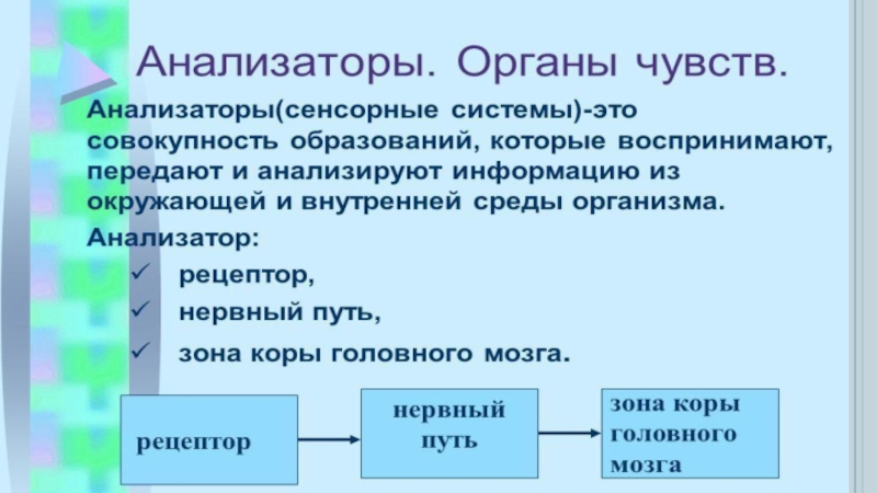 Анализаторы 8 класс презентация