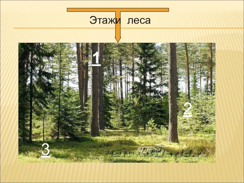 Изложение этажи в лесу 2 класс презентация