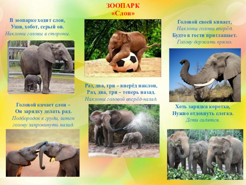 Словно слон текст. Зоопарк для дошкольников. Слон для дошкольников. Физкультминутка слон. Слоны в зоопарке.