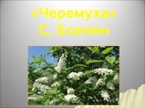 Презентация по литературному чтению С.Есенин Черемуха