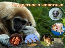 Презентация к уроку окружающего мира в 3 классе  Интересное о животных