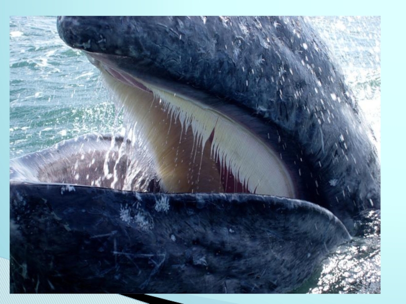 Шерсть у китообразных. Китовый ус синего кита. Зубы китов. Пасть синего кита. Усатый кит.