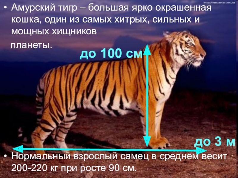 Сколько весил тигр. Сколько весит Амурский тигр. Вес Амурского тигра. Амурский тигр вес и рост. Амурский тигр рост вес длина.