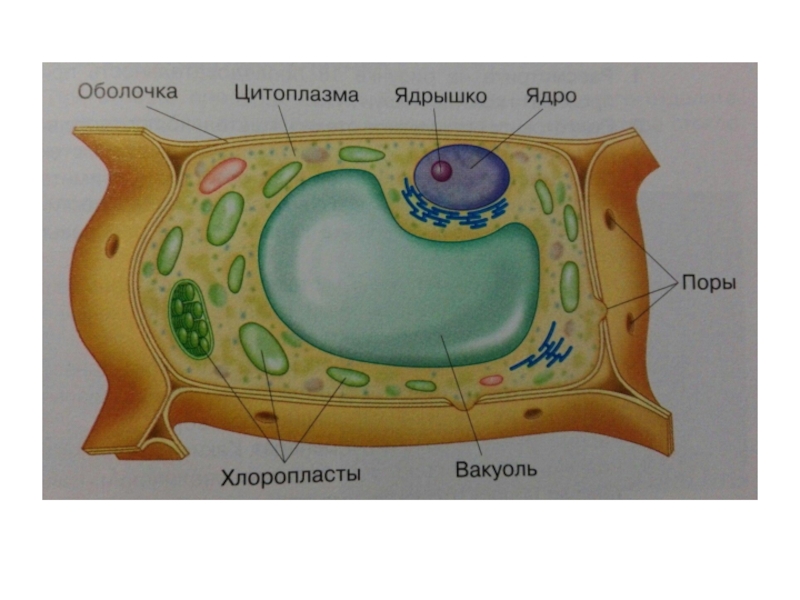 Строение клетки 5 класс. Строение клетки 5 класскласс. Вакуоль растительной клетки 5 класс биология. Строение клетки 5 класс биология вакуоль. На рисунке ядро вакуоль.