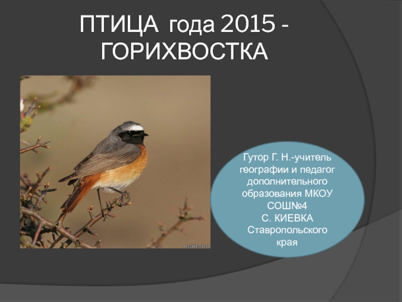 Презентация Презентация для внеклассного мероприятия на тему Птица 2015 года-горихвостка