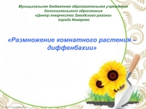 Презентация Размножение комнатного растения - диффенбахии