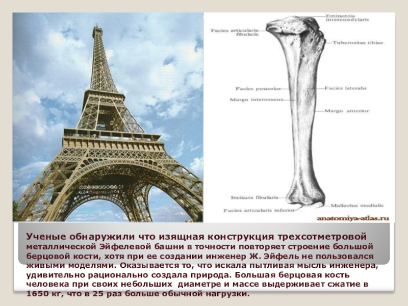 На рисунке изображена башня. Эйфелева башня Бионика. Бионика Эйфелева башня берцовая кость. Эйфелева башня в Париже (повторяет форму берцовой кости). Большеберцовая кость и Эйфелева башня.