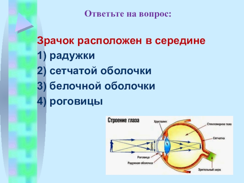 Зрительный анализатор 8 класс биология кратко