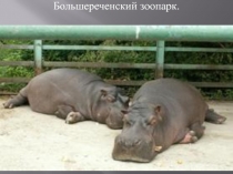 Большереченский зоопарк