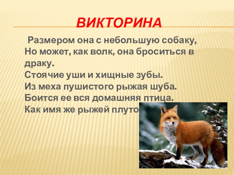 Викторина	Размером она с небольшую собаку, Но может, как волк, она броситься в драку. Стоячие уши и хищные