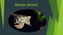 Белка летяга. 4 класс Семёнычева Максима МБОУ СОШ №4