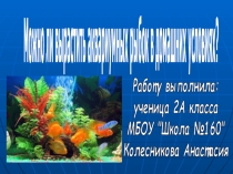 Презентация (исследовательская деятельность) Домашние рыбки