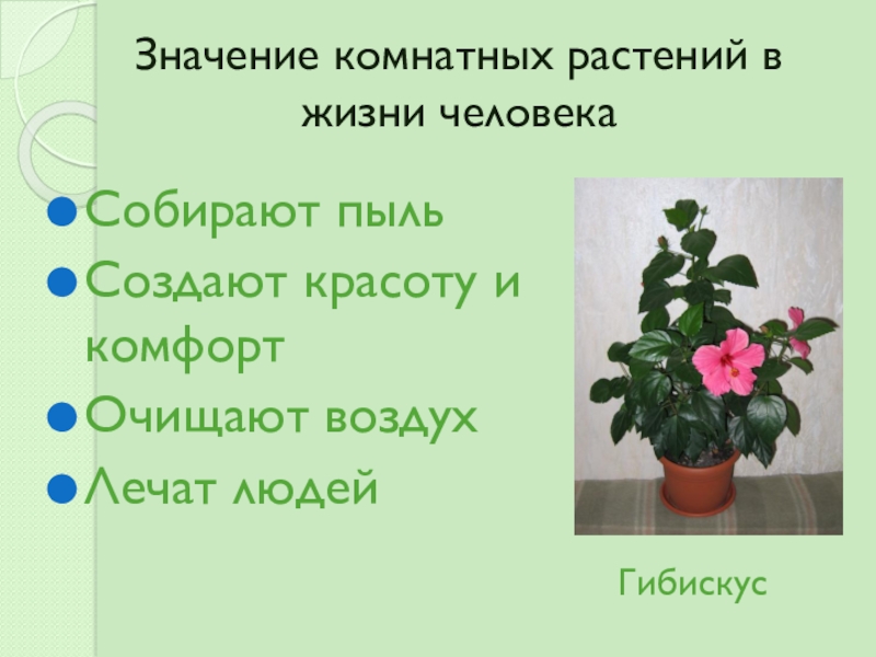 Комнатные растения 2 класс школа россии презентация