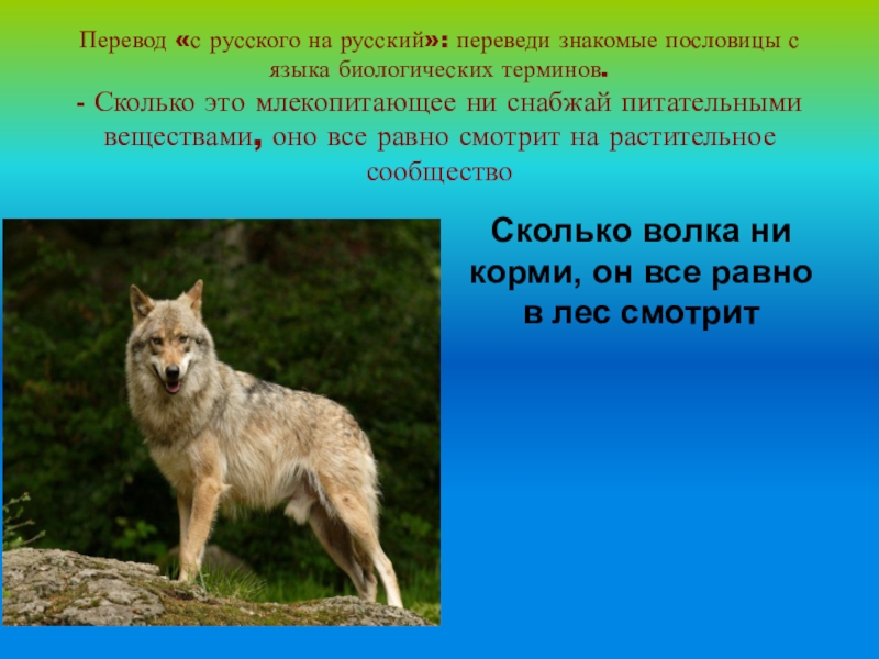 Волка не корми в лес смотрит. Поговорка сколько волка не. Сколько волка не корми все равно в лес смотрит значение. Сколько волка не корми все. Сколько волка не корми пословица.