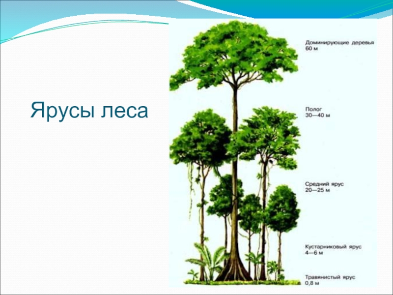 Ярусность презентация 6 класс