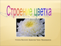 Урок по биологии в 6 классе: Строение цветка.
