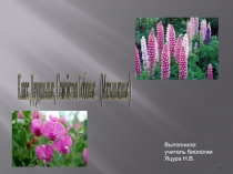 Презентация по биологии на тему Семейство Бобовые