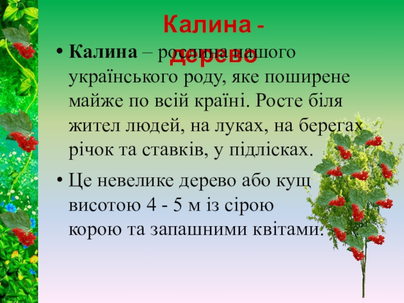 Калина текст. Калина символ Украины. Символ Украины дерево. Символ дерева Калина. Червона Калина листячко зелене.