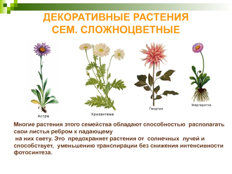 ДЕКОРАТИВНЫЕ РАСТЕНИЯ  СЕМ. СЛОЖНОЦВЕТНЫЕМногие растения этого семейства обладают способностью  располагать  свои листья ребром к падающему  на них свету. Это предохраняет растения