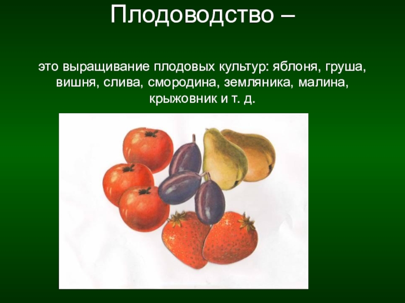 Плодоводство. Плодовые культуры презентация. Плодоводство презентация. Проект Плодоводство.