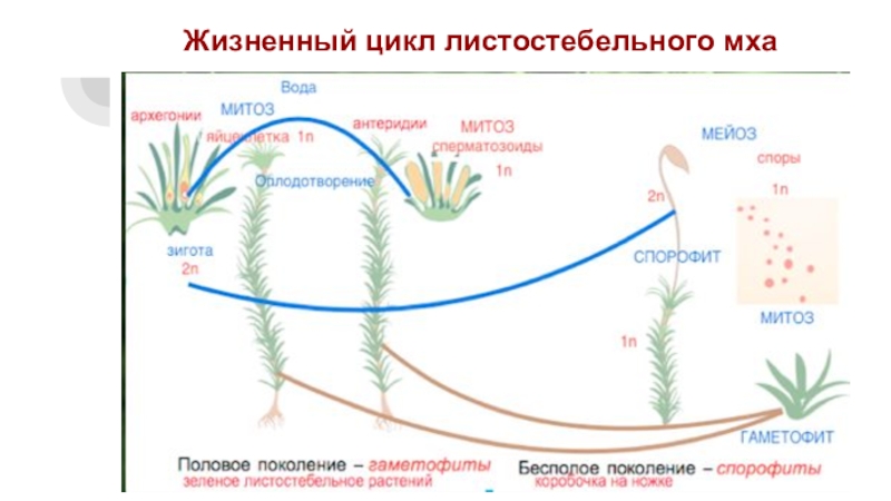При делении жизненного цикла овощных растений онтогенез. Жизненный цикл мха Кукушкин лен схема. Кукушкин лен жизненный цикл схема. Кукушкин лен жизненный цикл. Жизненный цикл мха Кукушкин лен.