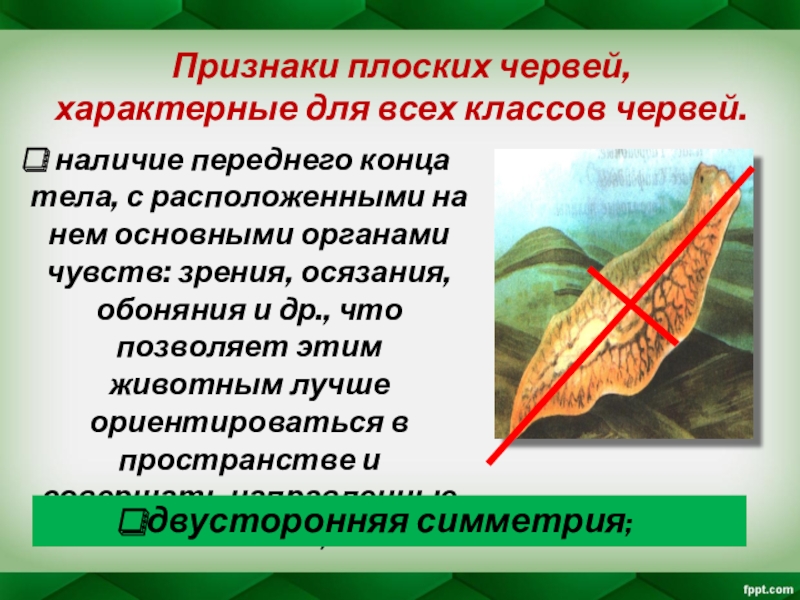 Признаки червей. Характерные признаки плоских червей. Плоские черви 7 класс биология. Органы осязания у плоских червей. Классы плоских червей 7 класс.