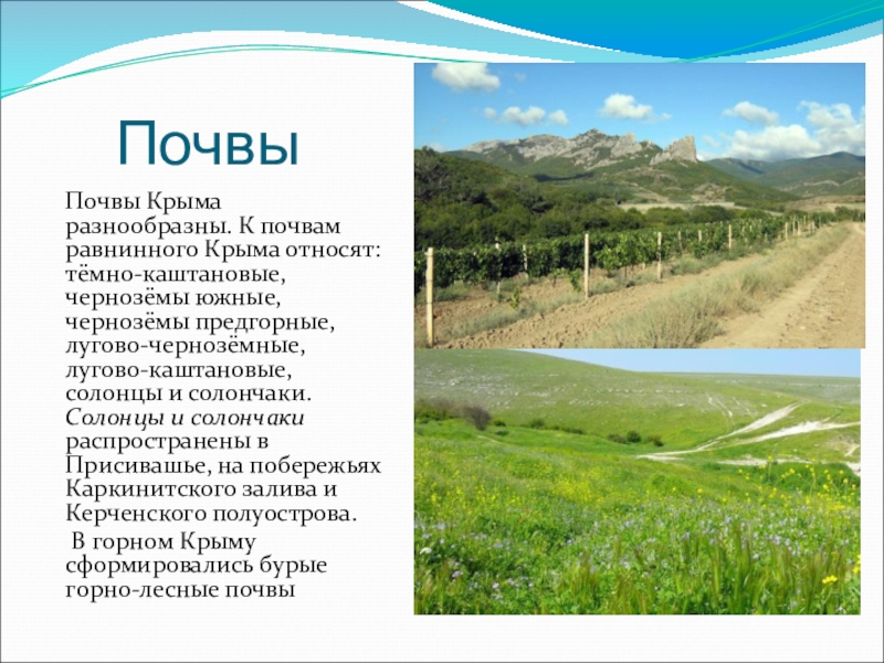 ПочвыПочвы Крыма разнообразны. К почвам равнинного Крыма относят: тёмно-каштановые, чернозёмы южные, чернозёмы предгорные, лугово-чернозёмные, лугово-каштановые, солонцы и