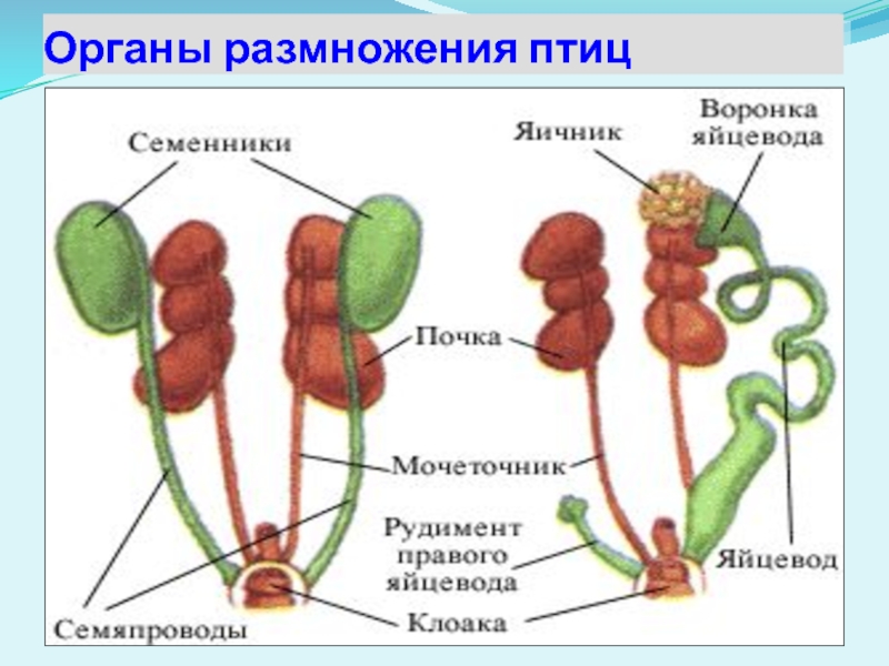 Размножение человека биология 6 класс