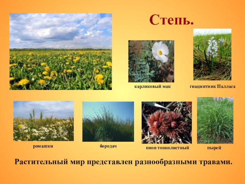 Степь.Растительный мир представлен разнообразными травами.карликовый макпион тонколистныйгиацинтник Палласапырейбородачромашки