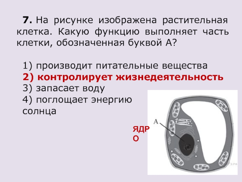 Рассмотрите рисунок растительной клетки рисунок 1 какая структура клетки обозначена буквой а