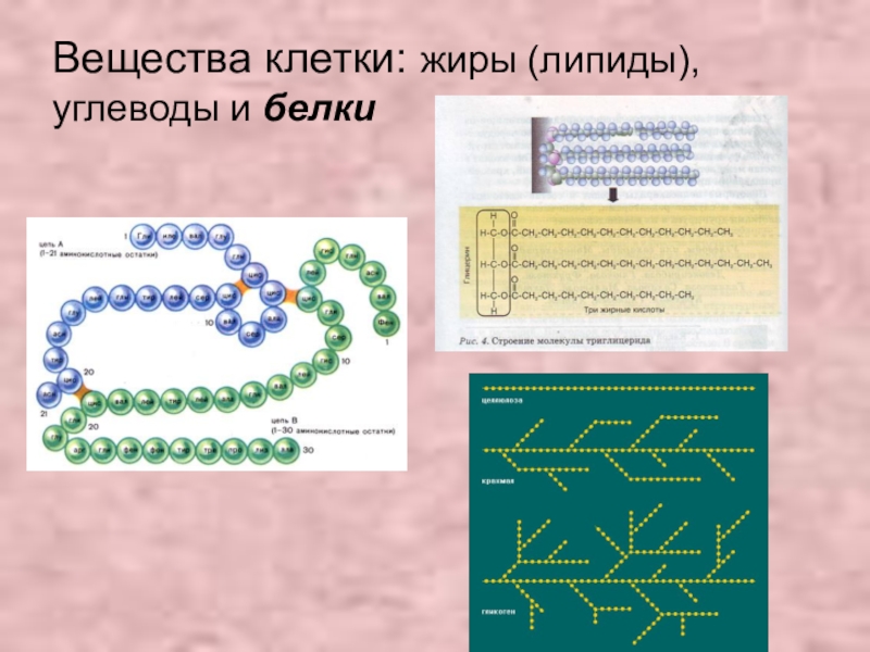 Вещества клетки жиры. Вещества клетки жиры углеводы липиды. Жиры химия клетки. Органические вещества клетки липиды. Строение жиров в клетке.