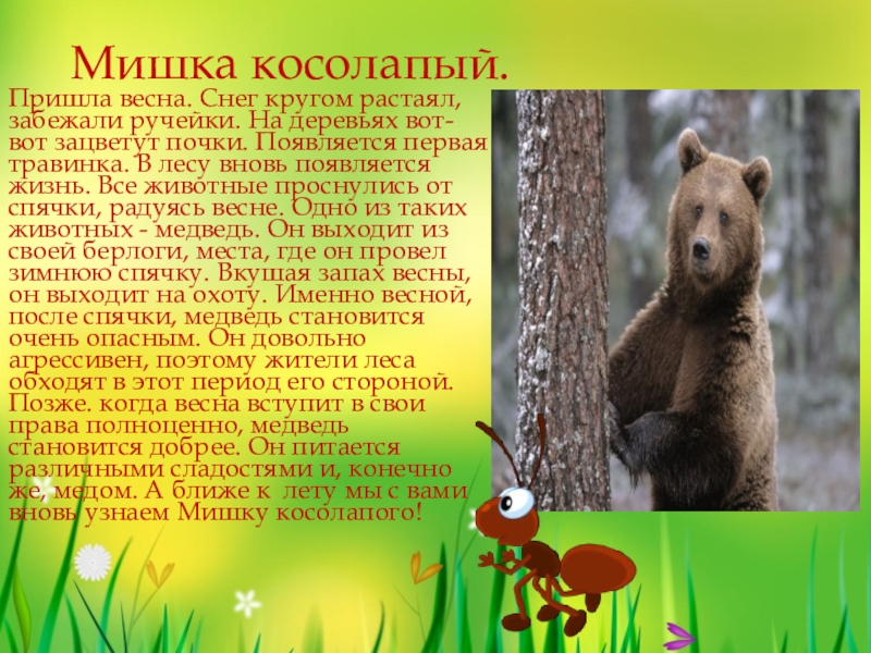 Сказка о жизни животных весной. Медведь весной. Описание медведя. Медведь просыпается весной. Медведь после спячки.