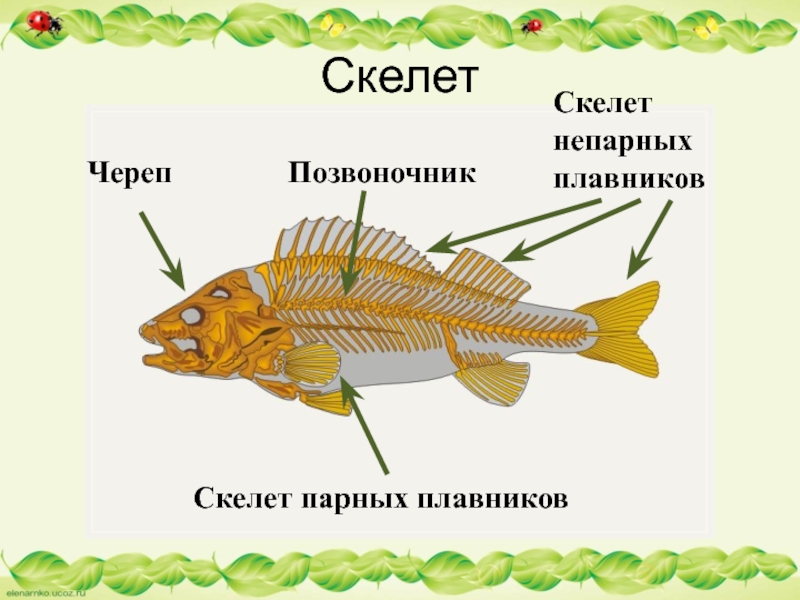 Рыбы биология презентация