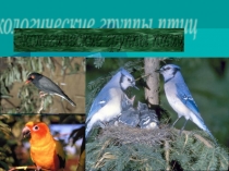 Презентация по теме экологическая группа птиц