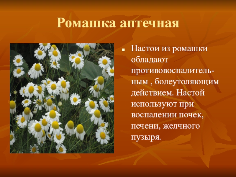 Отдел ромашки. Надцарство ромашки аптечной. Ромашка аптечная царство отдел. Царство растений Ромашка аптечная. Систематика ромашки аптечной.