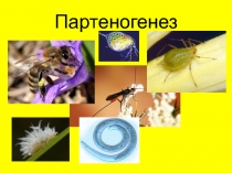 Презентация по биологии на тему  Партеногенез.