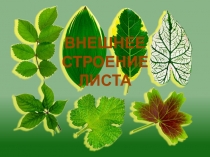 Презентация по биологии на тему  Внешнее строение листа (6 класс)