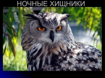 Презентация по окружающему миру для детей старшего дошкольного возраста на тему Ночные хищники