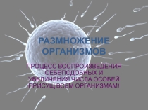 Презентация к уроку в 11 классе Размножение организмов
