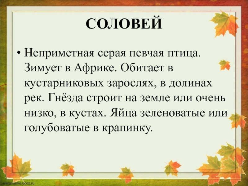 Презентация птицы оренбургской области