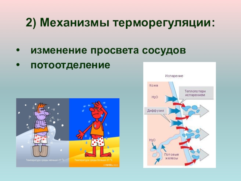 Терморегуляция. Роль сосудов в терморегуляции. Терморегуляция презентация. Потоотделение терморегуляция. Механизмы изменения терморегуляции.