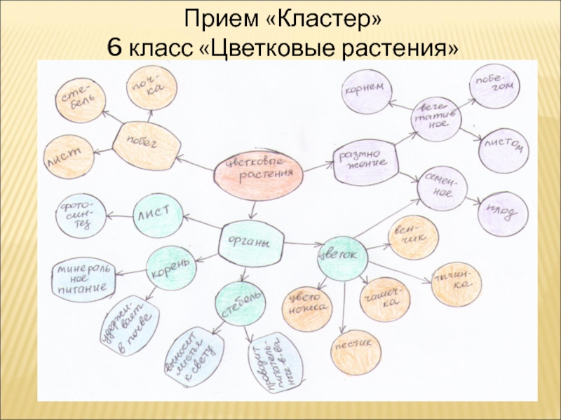 Кластер 6. Кластер на тему растительный организм-Живая система. Кластер на уроках биологии. Кластер по теме растения. Кластер по биологии 6 класс.