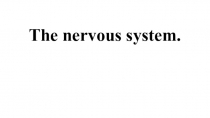 Презентация по английскому языку на тему The nervous system