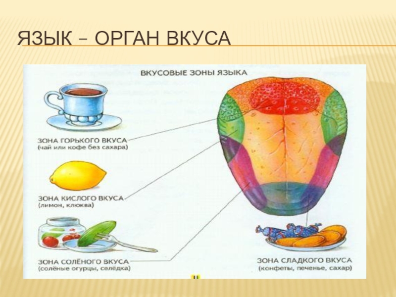 Орган вкуса орган осязания