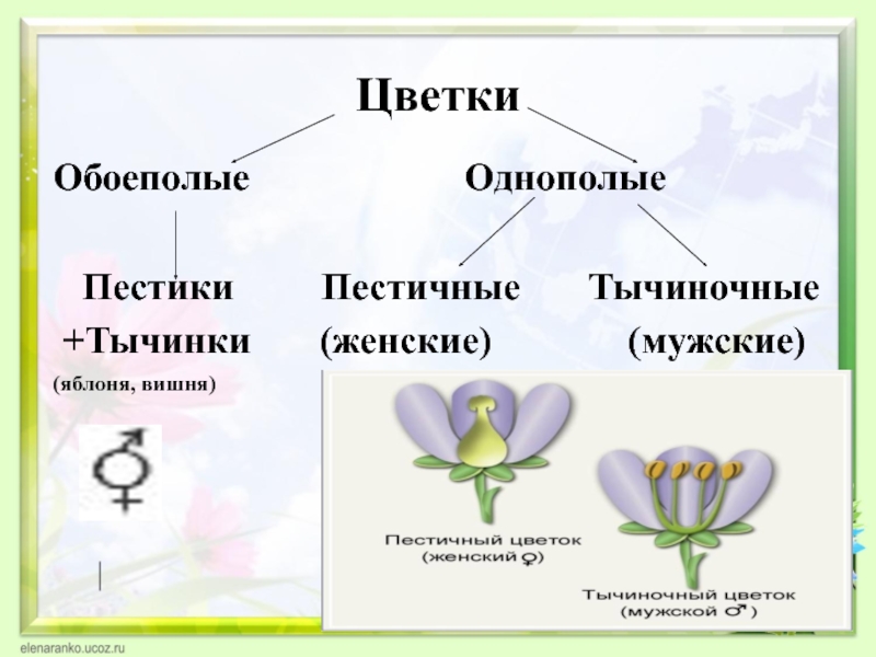 Схема обоеполого цветка