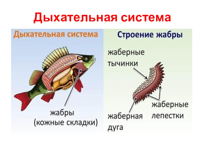 Внутреннее строение рыбы рисунок биология 7 класс