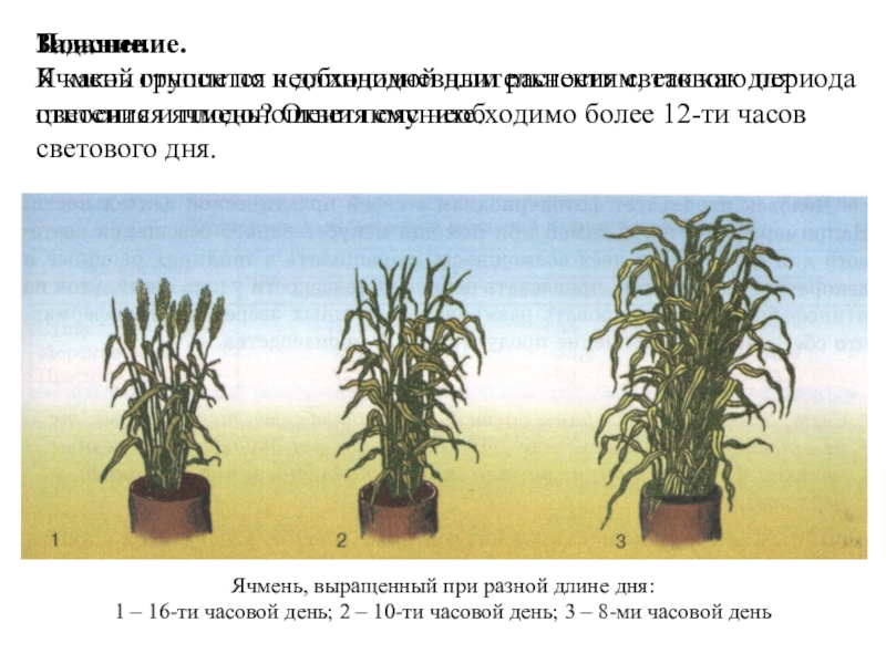 Длиннодневные растения