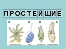 Презентация по биологии Подцарство Одноклеточные