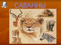 Презентация по биологииСаванны 7 класс