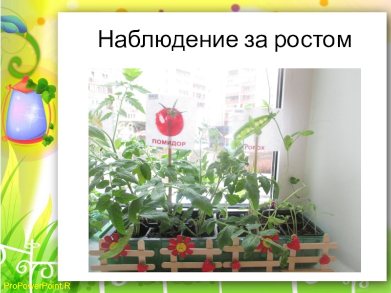 14 наблюдение. Наблюдение за ростом томата. Наблюдение за ростом помидора в детском. Наблюдение за ростом помидора в детском саду. Наблюдение за ростом помидора в ДОУ.